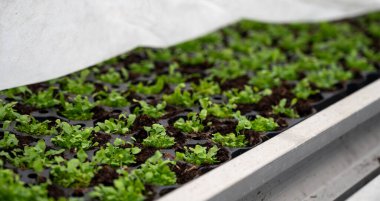 Westland, Kuzey Hollanda, Hollanda 'daki cam evde farklı eğreltiotu yetiştirilmiş. Flora endüstrisi,