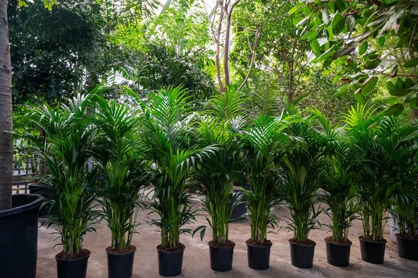 Pěstování Různých Zelených Tropických Exotických Krytých Palem Stálezelených Rostlin Skleníku — Stock fotografie