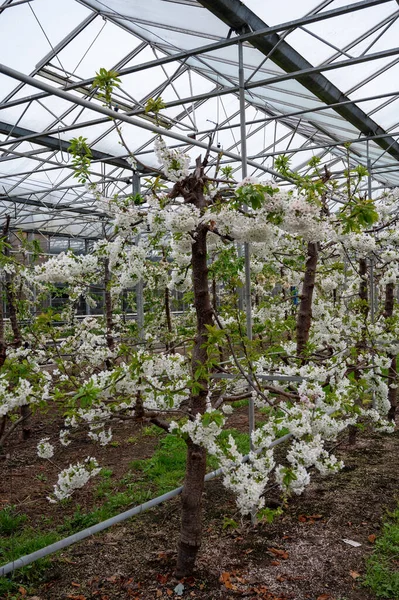 荷兰贝都韦 在阳光明媚的春日 一排排白花樱桃树在果园温室里 它们有保护自己不受鸟儿侵害的系统 — 图库照片