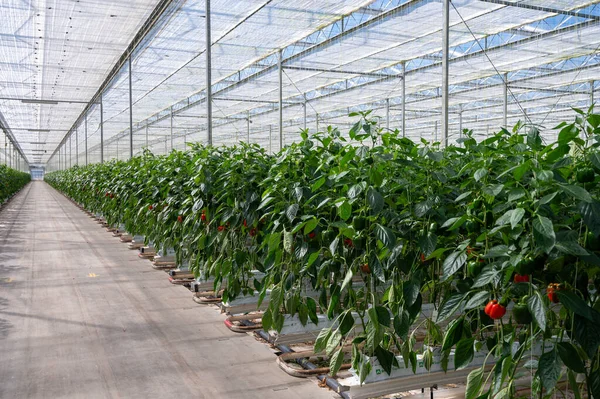 stock image Big ripe sweet bell peppers, red paprika plants growing in glass greenhouse, bio farming in the Netherlands