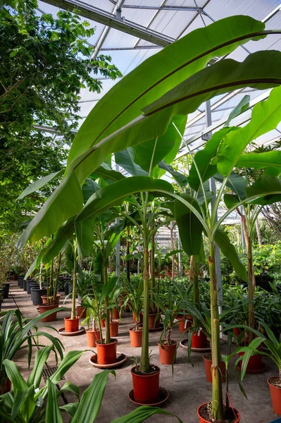 stock image Cultivation of differenent green tropical and exotic indoor palms and evergreen plants in glasshouse in Westland, North Holland, Netherlands. Flora industry.