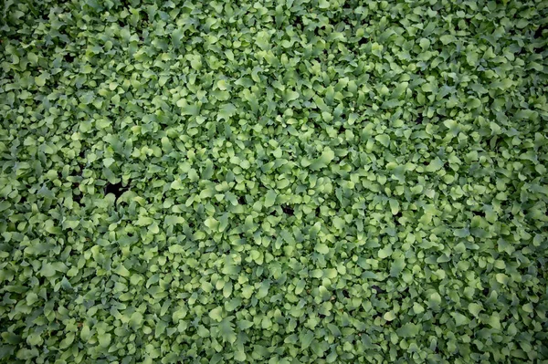 Выращивание Комнатных Зеленых Растений Теплице Вестланде Северная Голландия Нидерланды Флора — стоковое фото