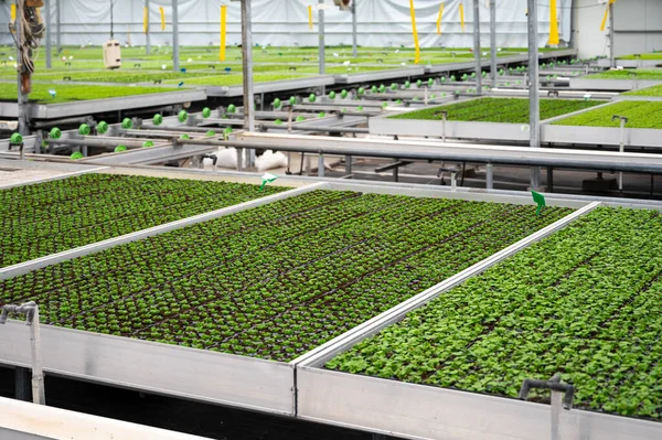 北オランダ オランダのガラスハウスで異なる屋内シダの緑の植物の栽培 植物産業 — ストック写真