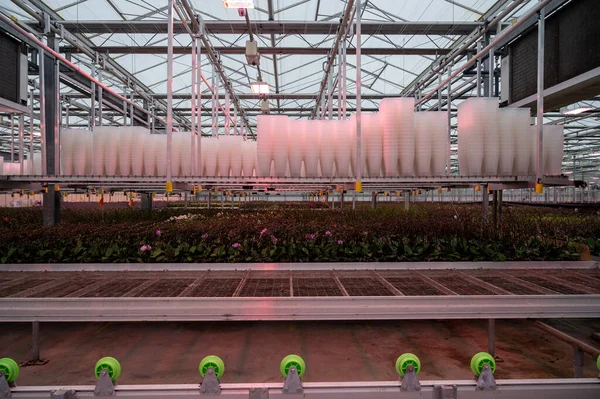 Hollanda Grow Light Ticaret Dünya Çapında Ihracat Için Genç Bitkilerle — Stok fotoğraf