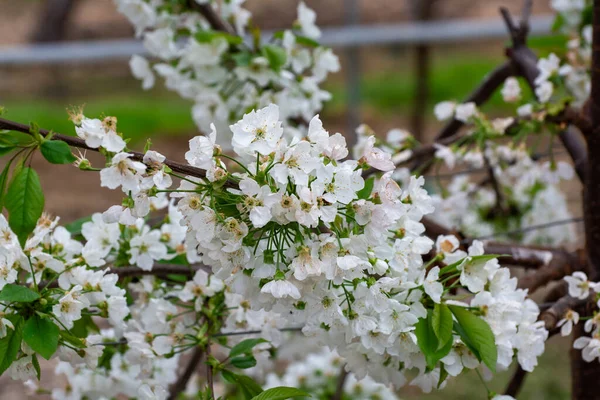 Rows Cherry Trees White Blossom Fruit Orchard Protection Sytem Birds — Stock Photo, Image