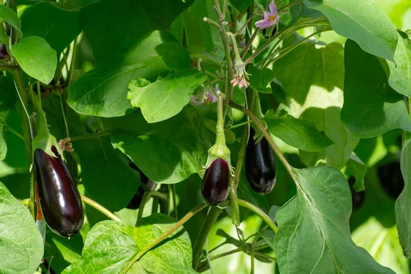 Holland Biogazdaság Érett Lila Zöldségekkel Lila Virágokkal Körülvett Padlizsánnövénysorokkal — Stock Fotó
