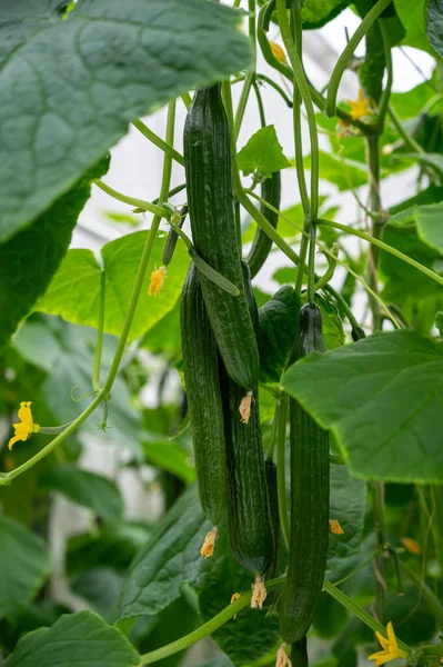 stock image Young green cucumbers vegetables hanging on lianas of cucumber plants in green house, agriculture in the Netherlands