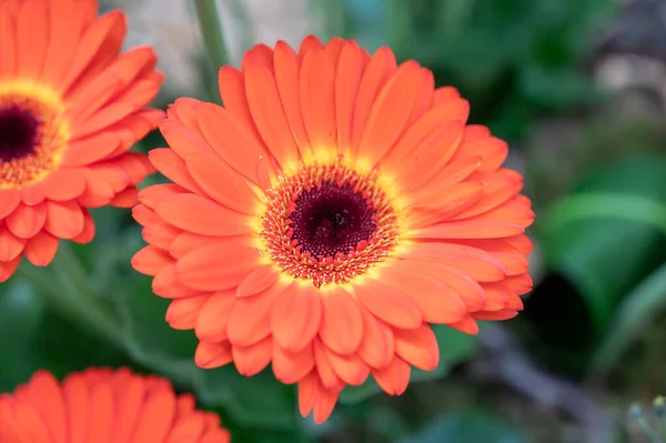 Kolorowe Gerbera Stokrotki Kwiaty Bukiet Ślubny Zbliżenie — Zdjęcie stockowe