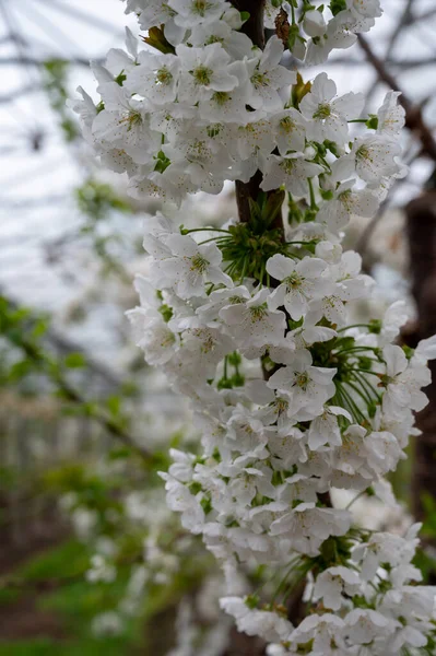 Cseresznyefák Sorai Fehér Virággal Gyümölcsös Üvegházban Madárvédelemmel Napos Tavaszi Napon — Stock Fotó
