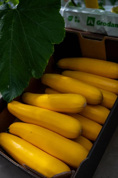 Frische Reife Gelbe Zucchini Oder Zucchini Neue Ernte Auf Biobauernhof — Stockfoto