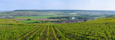 Epernay, Champange, Fransa yakınlarındaki Marne Vadisi 'nde yeşil başbakan cru şampanya bağları.