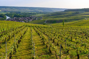 Epernay, Champange, Fransa yakınlarındaki Cumieres köyünde yeşil başbakan cru şampanya bağları ve Marne nehrinin panoramik manzarası