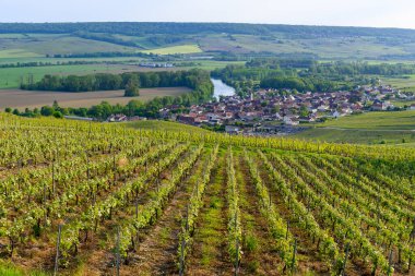 Epernay, Champange, Fransa yakınlarındaki Cumieres köyünde yeşil başbakan cru şampanya bağları ve Marne nehrinin panoramik manzarası