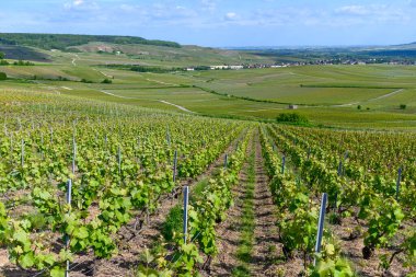 Epernay, Champange, Fransa yakınlarındaki Hautvillers köyünde yeşil başbakan cru şampanya bağları ve Marne nehrinin panoramik manzarası