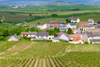 Cramant köyü yakınlarındaki yeşil büyük cru şampanya bağları, Cote des Blancs bölgesi, Champange, Fransa