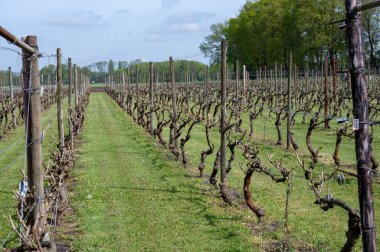 Hollanda 'nın Kuzey Brabant, Hollanda' daki şarap ve üzüm bağları, baharda büyüyen üzüm bitkileri üzerine tartışmalar