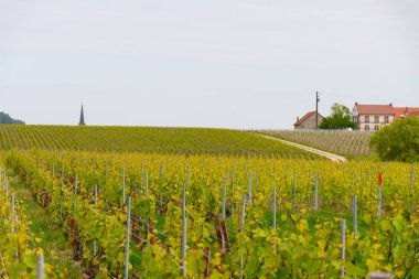 Avize ve Oger, Cote des Blancs bölgesi, Champange, Fransa yakınlarındaki yeşil büyük cru şampanya bağlarına bakın.