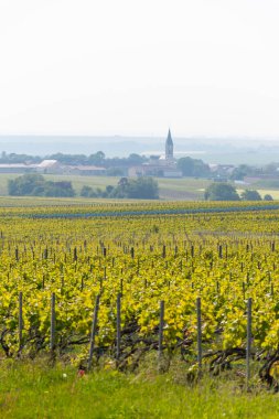 Bouzy köyü yakınlarındaki yeşil büyük cru şampanya bağlarının manzarası Montagne de Reims alt bölümü, Champange, Fransa