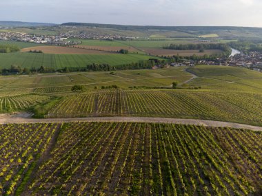 Hautvillers, Cumieres ve Marne River Valley, Champange, Fransa yakınlarındaki yeşil başbakanın panoramik hava manzaralı cru şampanya bağları ve tarlaları