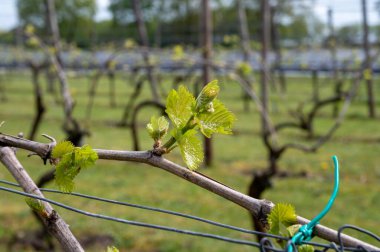 Hollanda 'nın Kuzey Brabant, Hollanda' daki şarap ve üzüm bağları, baharda büyüyen üzüm bitkileri üzerine tartışmalar