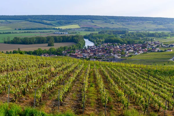 stock image Panoramic view on green premier cru champagne vineyards and Marne river in village Cumieres near Epernay, Champange, France