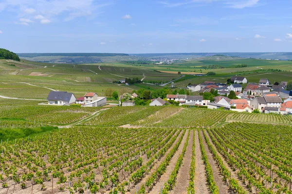 stock image View on green grand cru champagne vineyards near village Cramant, Cote des Blancs area, Champange, France