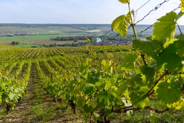 Blick Auf Die Grünen Champagner Weinberge Und Den Fluss Marne — Stockfoto
