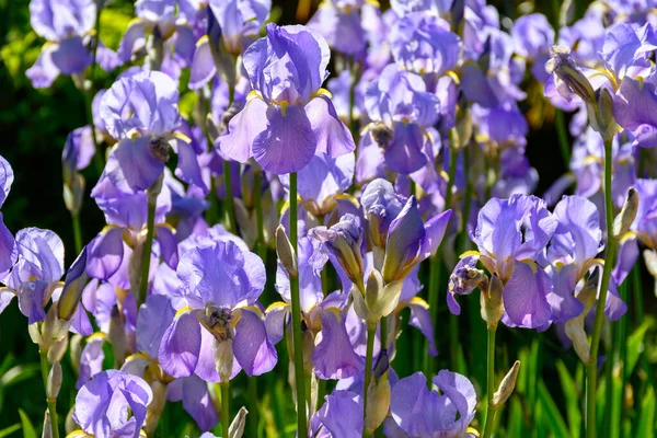Kwiat Wielkiego Światła Purpurowe Kwiaty Tęczówki Słonecznym Ogrodzie — Zdjęcie stockowe