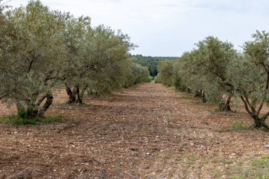 Alpilles bölgesinde yetişen zeytin ağaçları, Provence, Fransa. Yüksek kaliteli soğuk pres ekstra bakire zeytin üretimi