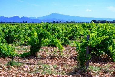 Chateauneuf du Pape 'un üzüm bağları geniş yuvarlak taşlı topraklar üzerinde büyüyen üzümler Galeriler rulolar, Ventoux dağı manzarası, Fransa' nın ünlü kırmızı şarapları.