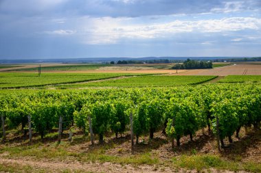 Pouilly-Fume adresli üzüm bağları, Sauvignon üzümlerinden yapılan kuru beyaz şaraplar Fransa 'nın farklı topraklarında yetişiyor.