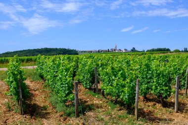 Pouilly-Fume adresli üzüm bağları, Sauvignon Blanc üzümlerinden yapılan kuru beyaz şaraplar, Fransa 'nın çeşitli topraklarında yetişen üzümler.