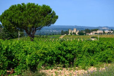 Chateauneuf du Pape adresli üzüm bağları. Toprakta büyüyen üzümler, geniş yuvarlak taşlar. Kürekler, kireç taşları, mezarlıklar, San.