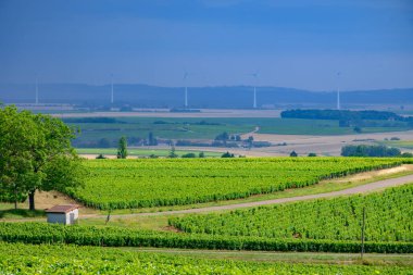 Pouilly-Fume adresli üzüm bağları, beyaz şarap sauvignon Blanc üzümlerinden yapılan farklı toprak türleri, Fransa