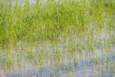 Camargue, Provence, Fransa 'da pirinç gevreği yetiştiriliyor. Mayıs ayında organik tarım arazilerinde pirinç bitkileri yetişiyor.