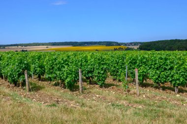 Pouilly-Fume adresli üzüm bağları, Sauvignon Blanc üzümlerinden yapılan kuru beyaz şaraplar, Fransa 'nın çeşitli topraklarında yetişen üzümler.