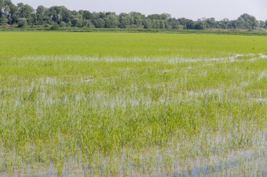 Camargue, Provence, Fransa 'da pirinç gevreği yetiştiriliyor. Mayıs ayında organik tarım arazilerinde pirinç bitkileri yetişiyor.