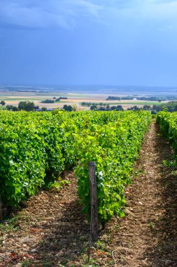Pouilly-Fume adresli üzüm bağları, Sauvignon Blanc üzümlerinden yapılan kuru beyaz şaraplar, Fransa 'nın çeşitli topraklarında yetişen üzümler.