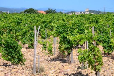 Chateauneuf du Pape adresli üzüm bağları. Toprakta büyüyen üzümler, geniş yuvarlak taşlar. Kürekler, kireç taşları, mezarlıklar, San.