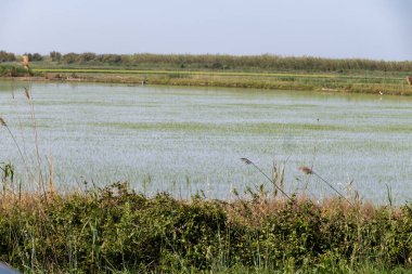 Camargue, Provence, Fransa 'da pirinç gevreği yetiştiriliyor. Mayıs ayında organik tarım arazilerinde pirinç bitkileri yetişiyor.