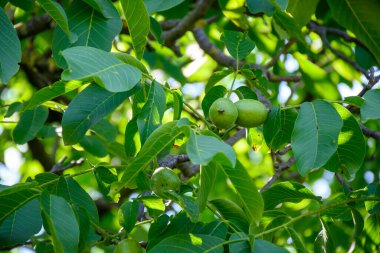 Fransa 'nın Grenoble kenti yakınlarındaki Alplerin eteklerinde yüksek kaliteli PDO sertifikalı ceviz ağaçları yetiştirilmesi