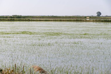 Camargue, Provence, Fransa 'da pirinç gevreği yetiştiriliyor. Mayıs ayında organik tarım arazilerinde pirinç bitkileri yetişiyor.