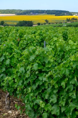 Pouilly-Fume adresli üzüm bağları, Sauvignon üzümlerinden yapılan kuru beyaz şaraplar Fransa 'nın farklı topraklarında yetişiyor.