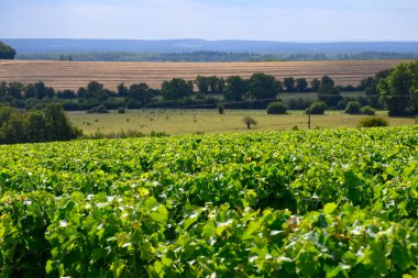Pouilly-Fume adresli üzüm bağları, Fransa 'da farklı topraklarda yetişen kuru beyaz Sauvignon Blanc üzümlerinden yapılıyor.