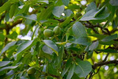 Fransa 'nın Grenoble kenti yakınlarındaki Alplerin eteklerinde yüksek kaliteli PDO sertifikalı ceviz ağaçları yetiştirilmesi