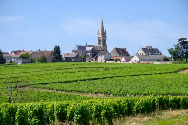 Pouilly-Fume adresli üzüm bağları, farklı topraklar üzerinde yetişen Sauvignon Blanc üzümlerinden kuru beyaz şarap üretimi