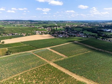Maconnaise 'in yeşil üzüm bağları, Fransa' nın Macon kenti yakınlarında şarap üretimi.