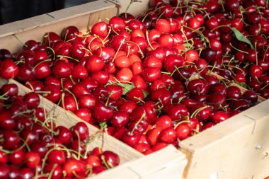 Olgun kırmızı kirazlı yaz meyvelerinin yeni mevsimi, satılık kirazlar