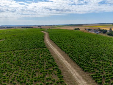 Pouilly-Fume adresli üzüm bağları, Sauvignon Blanc üzümlerinden yapılan kuru beyaz şaraplar, Fransa 'nın çeşitli topraklarında yetişen üzümler.