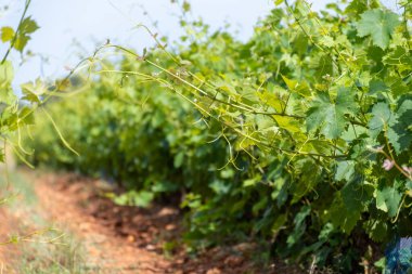 Fransız kırmızı ve kırmızı şarap üzümleri sıra sıra, Costieres de Nimes AOP alanı veya şato üzüm bağları yaz mevsimi, Fransa